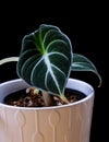 Alocasia reginula `Black Velvet` on a black background