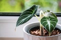 Young alocasia reginula plantlet in a white pot on a window sill