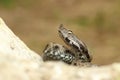 Close up venomous european snake crawling on rock Royalty Free Stock Photo