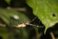 Close up Venomous Spider with Web protruding Banana Spider