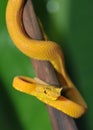 Close up of venomous yellow eyelash pit viper Royalty Free Stock Photo