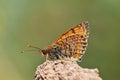 Melitaea saxatilis butterfly endemic to Iran , butterflies of Iran