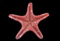 Close-up of the ventral part of a red sea star Royalty Free Stock Photo