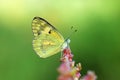 Colotis amata butterfly