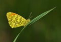 The eastern orange tip butterfly or Anthocharis damone