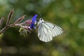 The black-veined white butterfly, Aporia crataegi Royalty Free Stock Photo