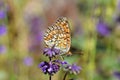 The Niobe fritillary butterfly , Argynnis niobe , butterflies of Iran Royalty Free Stock Photo