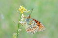 Argynnis niobe , the Niobe fritillary butterfly on flower in green background Royalty Free Stock Photo