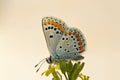 Aricia agestis , the brown argus butterfly on flower