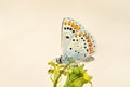 Aricia agestis , the brown argus butterfly on flower