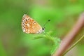 Aricia agestis, the brown argus butterfly , butterflies of Iran
