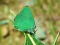 Callophrys paulae, the Pfeiffer`s green hairstreak butterfly