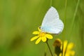 Celastrina argiolus, The holly blue butterfly on yellow flower Royalty Free Stock Photo