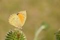 Kirinia climene , The Iranian argus butterfly on flower