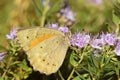 Esperarge climene , The Iranian argus butterfly on flower