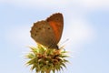 Esperarge climene , The Iranian argus butterfly on thistle flower