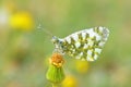 The eastern dappled white butterfly, Euchloe ausonia Royalty Free Stock Photo