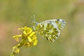 Euchloe ausonia , The eastern dappled white butterfly Royalty Free Stock Photo