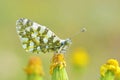 Euchloe ausonia , The eastern dappled white butterfly Royalty Free Stock Photo