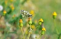 Euchloe ausonia , The eastern dappled white butterfly Royalty Free Stock Photo