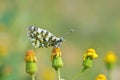 Euchloe ausonia , The eastern dappled white butterfly Royalty Free Stock Photo