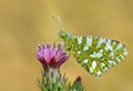 Euchloe ausonia , The eastern dappled white butterfly Royalty Free Stock Photo