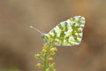 The Euchloe persica butterfly , butterflies of Iran