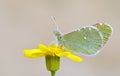 The Euchloe transcaspica butterfly on yellow flower , butterflies of Iran Royalty Free Stock Photo