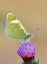 The Euchloe transcaspica butterfly , butterflies of Iran Royalty Free Stock Photo