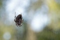 Spotted orbweaver spider close up