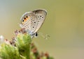 Freyeria trochylus , The Grass Jewel butterfly , butterflies of Iran