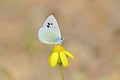 Glaucopsyche safidensis butterfly on yellow flower Royalty Free Stock Photo