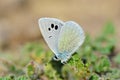 Glaucopsyche safidensis butterfly Royalty Free Stock Photo
