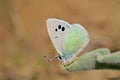 Glaucopsyche safidensis butterfly , butterflies of Iran Royalty Free Stock Photo