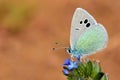 Glaucopsyche seminigra butterfly on blue flower Royalty Free Stock Photo