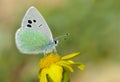 Glaucopsyche seminigra butterfly on yellow flower , butterflies of Iran Royalty Free Stock Photo