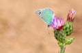 Glaucopsyche seminigra butterfly on flower