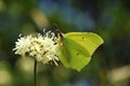 The common brimstone butterfly or Gonepteryx rhamni Royalty Free Stock Photo