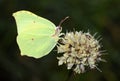 The common brimstone butterfly or Gonepteryx rhamni , butterflies of Iran