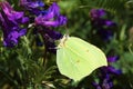 Gonepteryx rhamni , the common brimstone butterfly Royalty Free Stock Photo