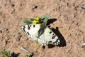 The Hypermnestra helios butterfly , butterflies of Iran