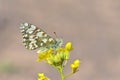 The Hypermnestra helios butterfly , butterflies of Iran