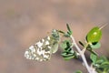 The Hypermnestra helios butterfly , butterflies of Iran