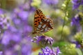 Issoria lathonia , The Queen of Spain fritillary butterfly on flower Royalty Free Stock Photo
