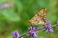 Issoria lathonia , The Queen of Spain fritillary butterfly on flower in green background Royalty Free Stock Photo
