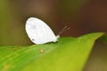 Leptosia nina , the Psyche butterfly , butterflies of Sri Lanka