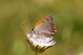 Lycaena phlaeas , the small copper , American copper or common copper butterfly on flower