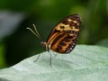 Close Up Ventral View of an Orange-Spotted Tiger Clearwing Butterfly with Black, Yellow and Orange Wings