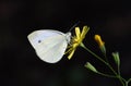 The cabbage white butterfly or Pieris rapae Royalty Free Stock Photo