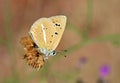 Polyommatus elbursicus butterfly , butterflies of Iran Royalty Free Stock Photo